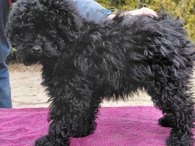 Puli puppy for sale